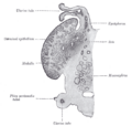 Thumbnail for version as of 17:28, 18 May 2026