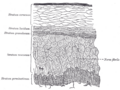 Thumbnail for version as of 17:28, 18 May 2026