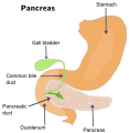 Illustration of the pancreas
