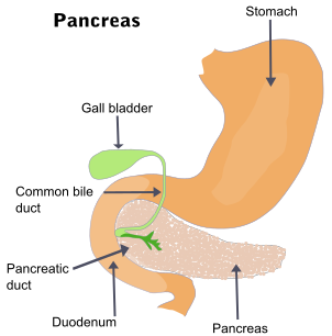 File:Illu pancrease.svg
