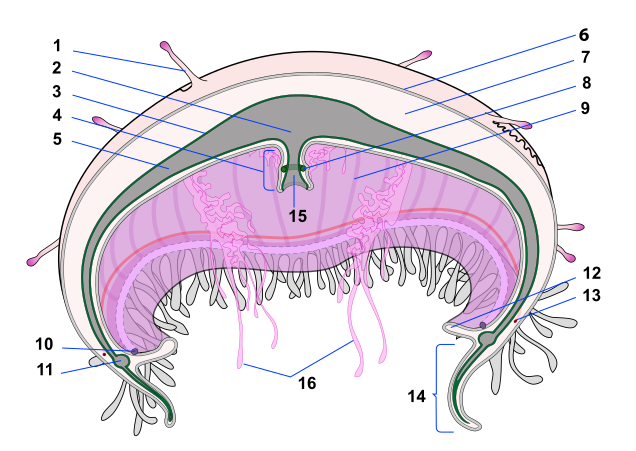 File:Jellyfish cross section numbered.svg