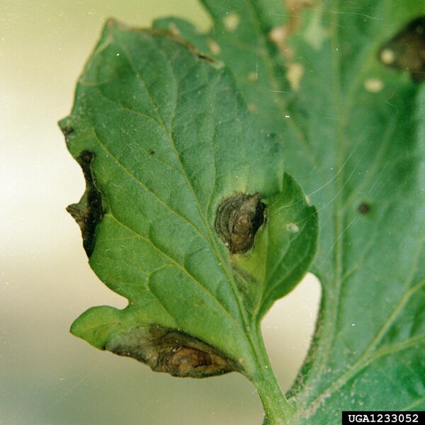 File:Alternaria solani - leaf lesions.jpg