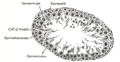 Diagram of the male reproductive system