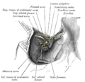 Muscles of the orbit from Gray's Anatomy