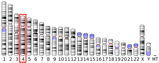File:Ideogram human chromosome 4.svg