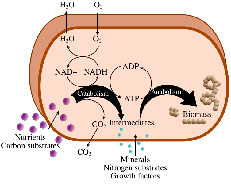 File:Metabolism-en.svg