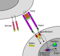 Thumbnail for version as of 03:24, 5 June 2026