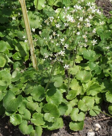 File:Saxifraga rotundifolia a1.jpg