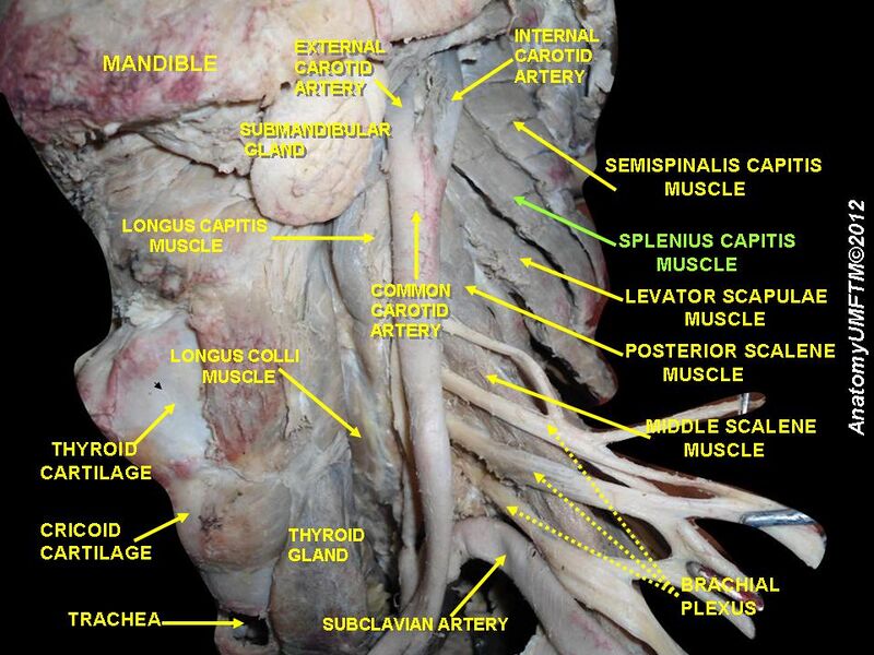 File:Slide2ccc.JPG