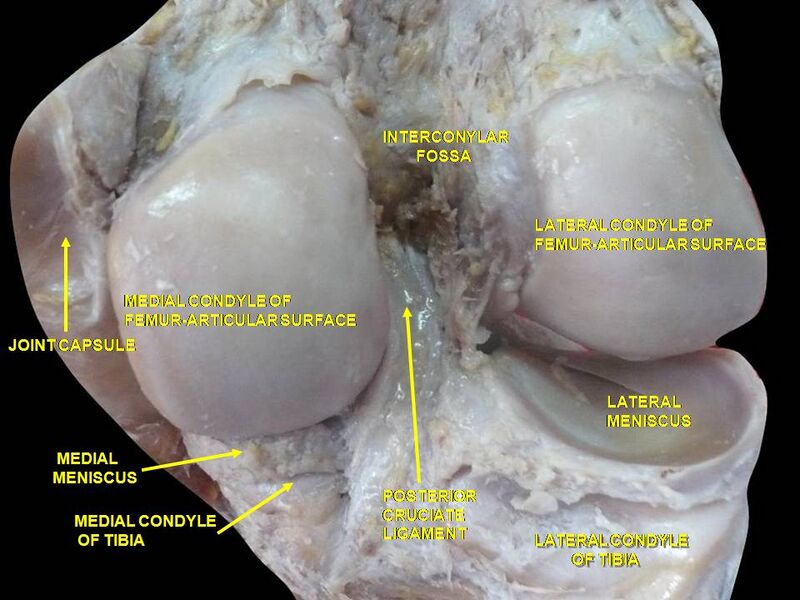 File:Slide2cocc.JPG