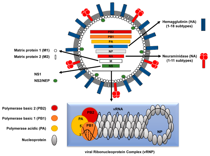File:Viruses-10-00497-g001.png