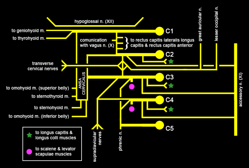 File:Cervical plexus.gif
