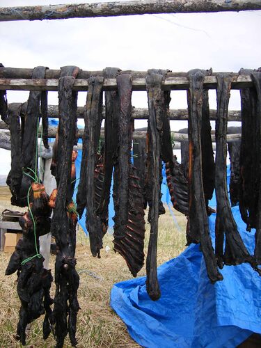 File:Drying Seal Meat.jpg