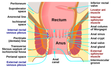 File:Human anus-en.svg