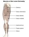 Anterior compartment of thigh