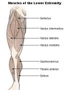 Muscles of the lower extremity