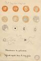 Laveran's malaria drawings