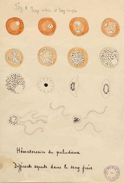 File:Laveran Malaria drawings.jpg