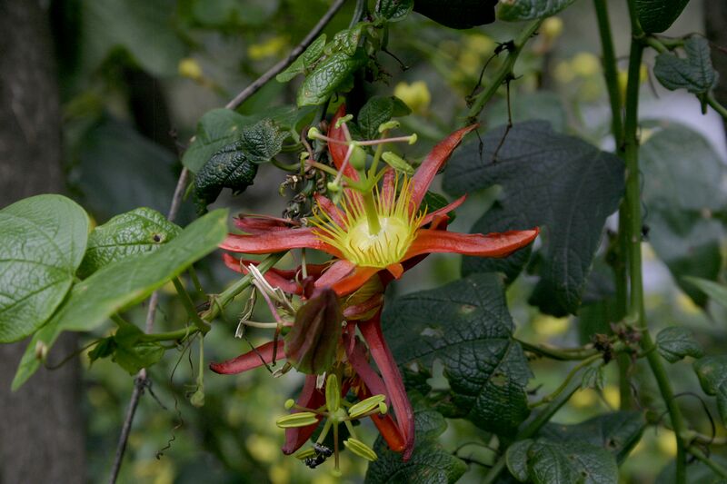 File:Passiflora cinnabarina.jpg