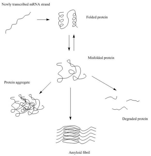 File:Protein Aggregation.jpg