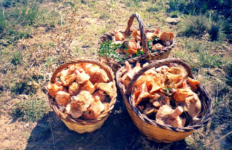 File:Rovellons.jpg