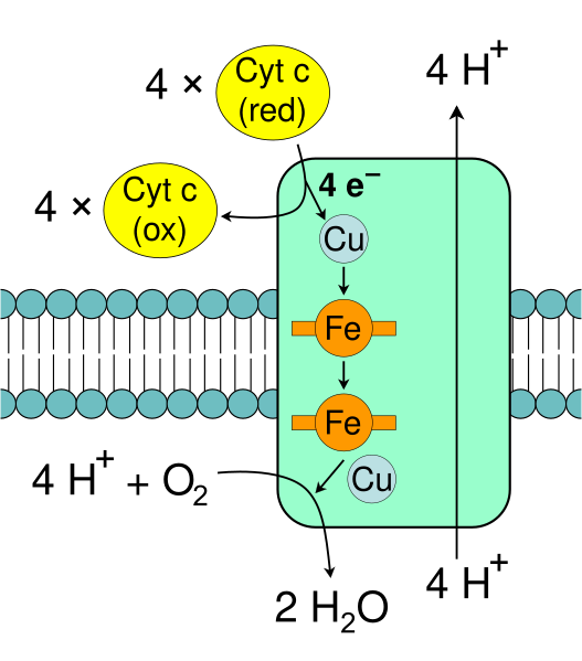 File:Complex IV.svg