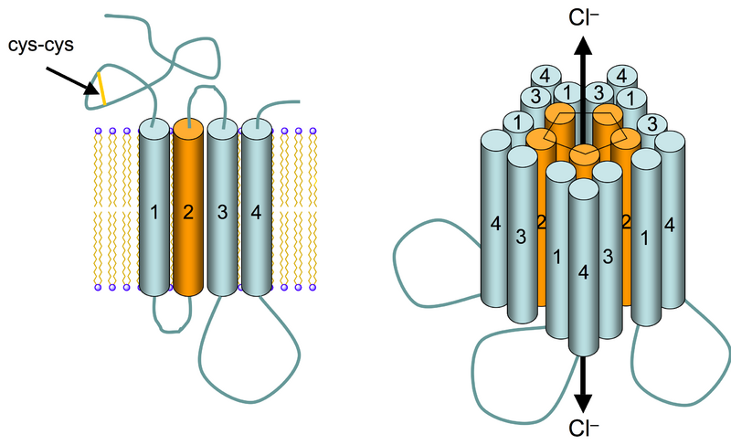 File:GABAA receptor schematic.png