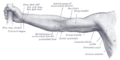 Coracobrachialis muscle