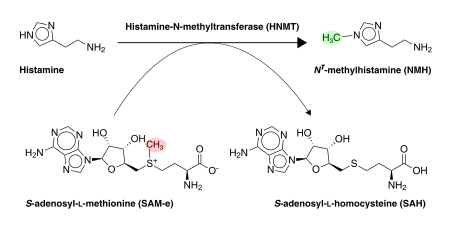 File:HNMT-methylation-of-histamine.svg