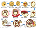Human Embryogenesis
