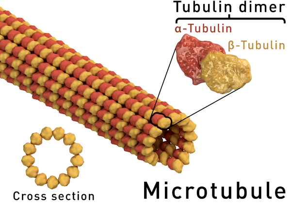 File:Microtubule structure.png