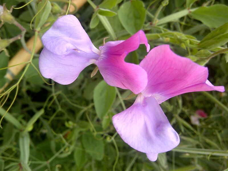 File:Sweet Pea-6.jpg