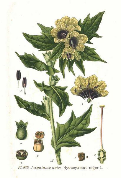 File:239 Hyoscyamus niger L.jpg