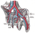 Median sacral artery