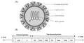 Thumbnail for version as of 03:20, 5 June 2026