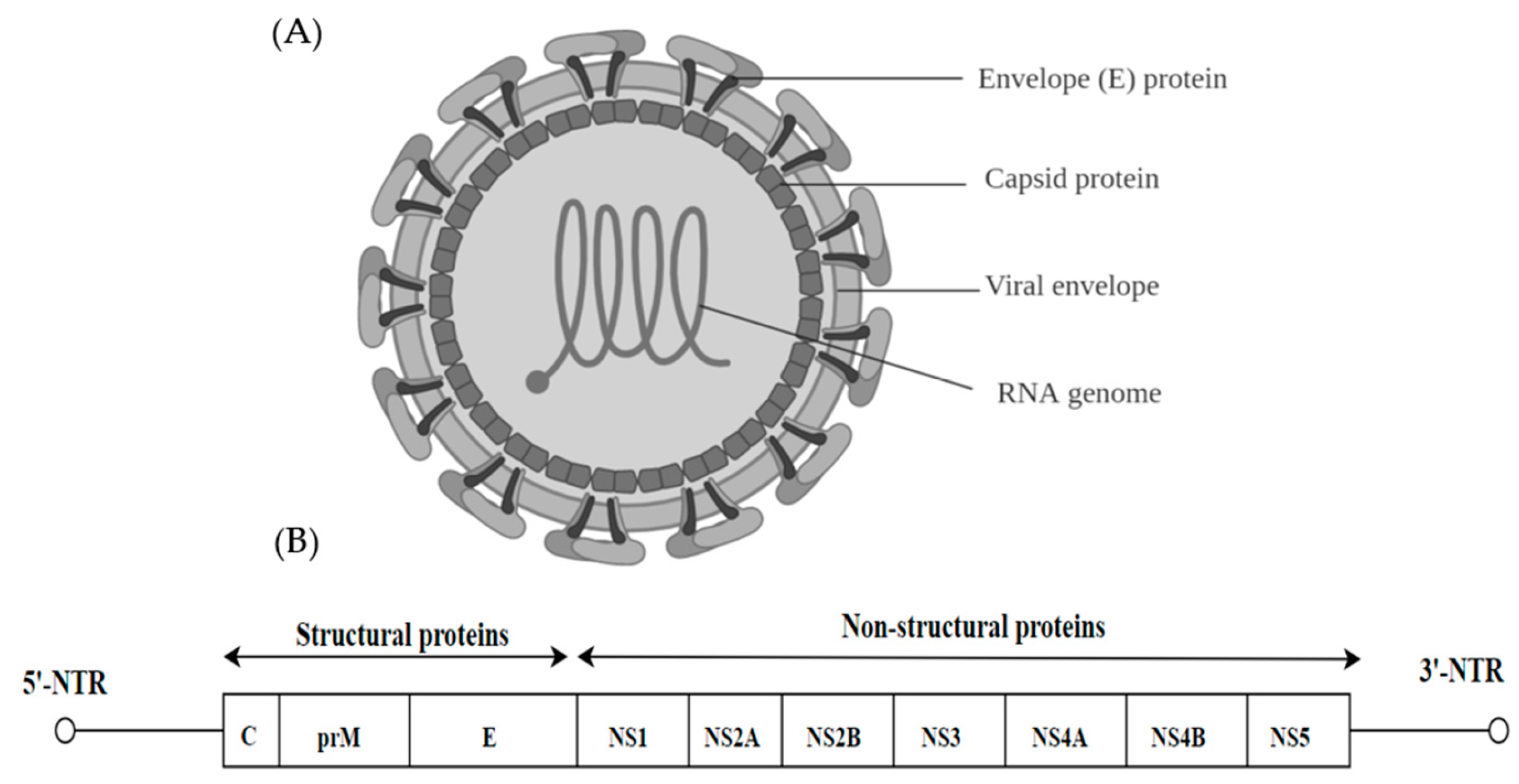 Omsk hemorrhagic fever virus