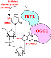 Initiation of DNA demethylation at a CpG site