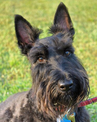 File:Scottish Terrier Photo of Face.jpg