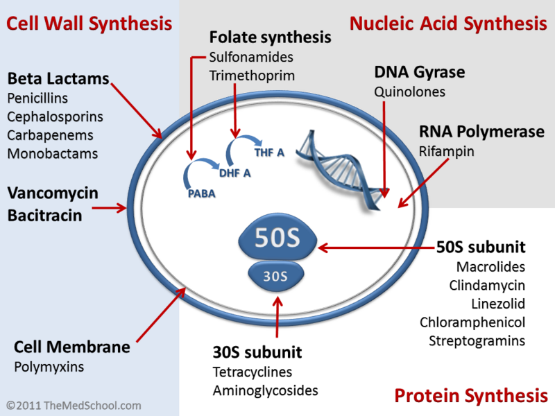 File:Antibiotics Mechanisms of action.png