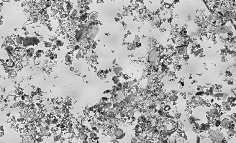 File:Diatomaceous Earth BrightField.jpg