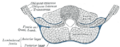 Transverse section through the middle of the first lumbar vertebra