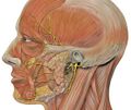Branches of the facial nerve in the head
