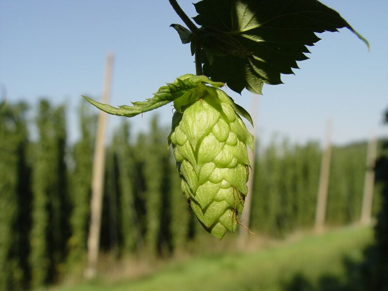 File:Humulus Lupulus Hopfendolde-mit-hopfengarten.jpg