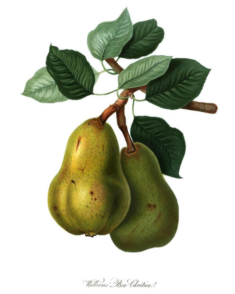 File:Williams Bon Chrétien 1822.png