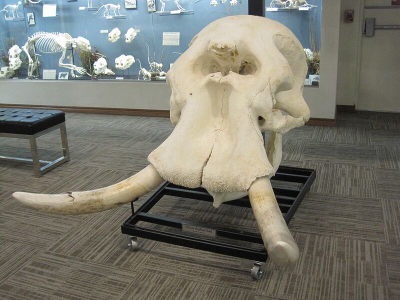 File:African Bush Elephant Skull.jpg