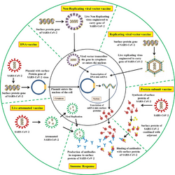 COVID vaccine development