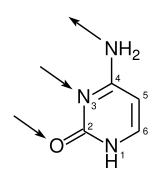 File:Cytonum2.svg