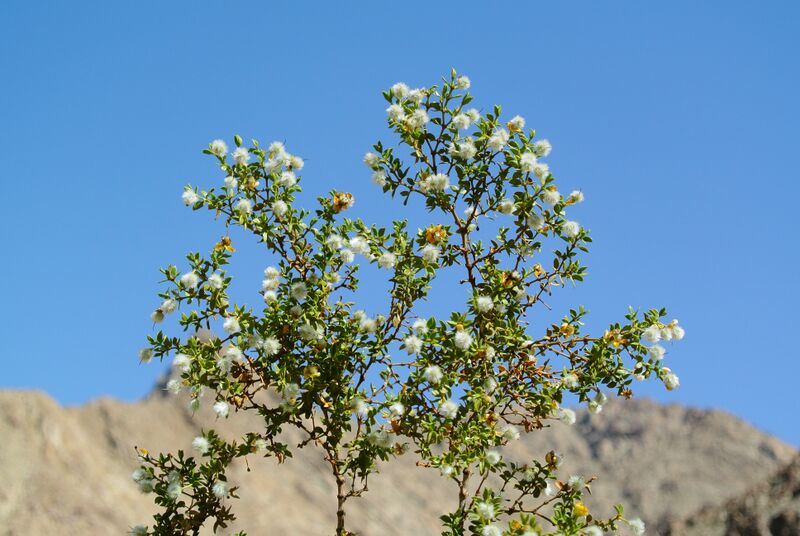 File:Larrea tridentata Anza-Borrego.jpg