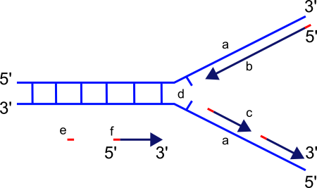 File:Replication fork.svg