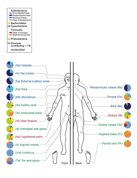 File:Skin Microbiome20169-300.jpg